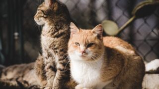 日本猫の種類と性格: 初めて猫を飼う人におすすめ 